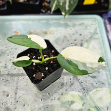 Load image into Gallery viewer, Syngonium Chiapense, Exact Plant Variegated Ships Nationwide
