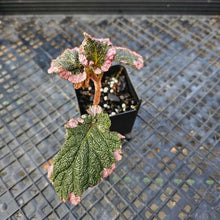 Load image into Gallery viewer, Begonia U012, Exact Plant Ships Nationwide
