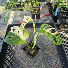 Load image into Gallery viewer, Monstera Adansonii Albo Tricolor, Exact Plant Variegated Ships Nationwide
