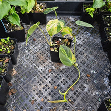 Load image into Gallery viewer, Philodendron Hederaceum Micans Aurea, Exact Plant Variegated Ships Nationwide
