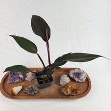 Load image into Gallery viewer, Philodendron Majesty 2.5&quot; Pot, Fedex 2 day*
