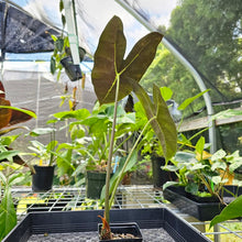 Load image into Gallery viewer, Alocasia Longiloba Lowii, Exact Plant medium
