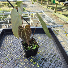Load image into Gallery viewer, Anthurium Crystallinum, Exact Plant
