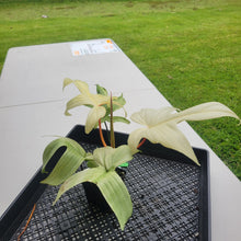 Load image into Gallery viewer, Philodendron Florida Ghost, Exact Plant Ships Nationwide
