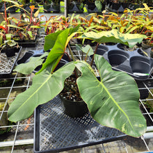 Load image into Gallery viewer, Philodendron Ilsemanii, Exact Plant Variegated Ships Nationwide
