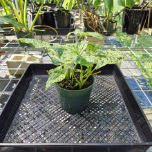 Load image into Gallery viewer, Syngonium Mojito, Exact Plant Variegated Ships Nationwide
