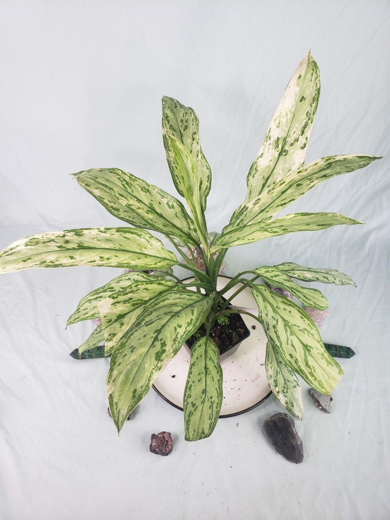 Silver Queen Ice Queen, Exact Plant, variegated Aglaonema