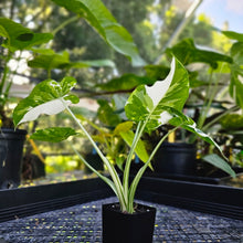 Load image into Gallery viewer, Alocasia Odora, Okinawa Silver, Exact Plant Variegated
