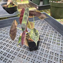 Load image into Gallery viewer, Alocasia Sedenii Aurea Variegated, Exact Plant Ships Nationwide
