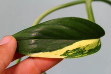 Load image into Gallery viewer, Variegated Monstera Standleyana Aurea Exact Plant Ships Nationwide

