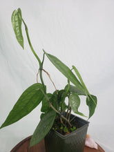 Load image into Gallery viewer, Anthurium Sp. Limon, Exact Plant 4 stem plant
