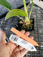 Load image into Gallery viewer, Anthurium Spectabile, Exact Plant Ships Nationwide
