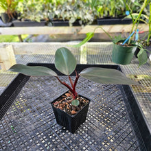 Load image into Gallery viewer, Philodendron Royal Queen, Exact Plant Ships Nationwide
