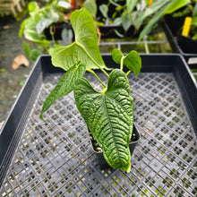 Load image into Gallery viewer, Anthurium Lappoanum, Exact Plant
