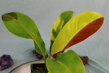 Load image into Gallery viewer, Variegated Philodendron Red Moon &#39;Half moon&#39; Exact Plant

