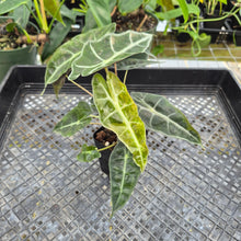 Load image into Gallery viewer, Alocasia polly aurea variegated, Exact Plant Ships Nationwide.
