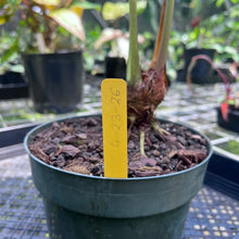 Load image into Gallery viewer, Anthurium Decipiens, Exact Plant
