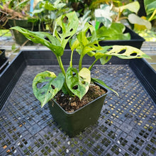 Load image into Gallery viewer, Monstera Adansonii Aurea, Exact Plant Variegated Double Plant
