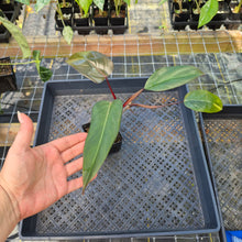 Load image into Gallery viewer, Philodendron Dark Lord, Exact Plant Ships Nationwide
