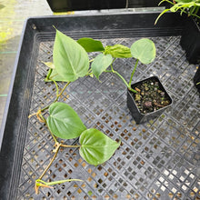 Load image into Gallery viewer, Philodendron Hederaceum, Heart Leaf, Exact Plant Variegated Ships Nationwide

