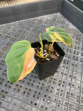 Load image into Gallery viewer, Philodendron Hederaceum Micans Aurea, Exact Plant Variegated Ships Nationwide
