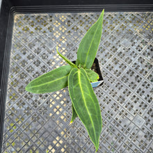 Load image into Gallery viewer, Anthurium Warocqueanum, Queen, Exact Plant Ships Nationwide
