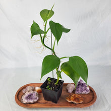 Load image into Gallery viewer, Philodendron Microstictum 4&quot; pot, ships nationwide
