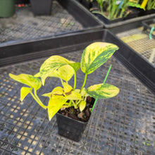 Load image into Gallery viewer, Epipremnum Pinnatum Sunburst, Exact Plant Variegated Ships Nationwide
