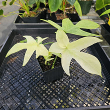 Load image into Gallery viewer, Philodendron Florida Ghost, Exact Plant Ships Nationwide
