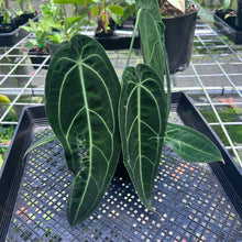 Load image into Gallery viewer, Anthurium Warocqueanum, Queen, Exact Plant
