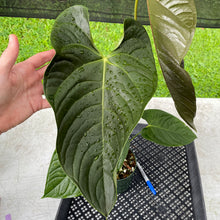 Load image into Gallery viewer, Anthurium Moodeanum x Veitchii, exact plant, Fedex 2day*
