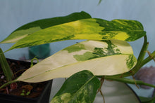 Load image into Gallery viewer, Variegated Philodendron Domesticum Exact Plant Ships nationwide
