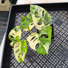 Load image into Gallery viewer, Monstera Adansonii Laniata Albo Variegated exact plant, Fedex 2day*
