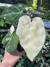 Load image into Gallery viewer, Philodendron Gloriosum variegated type 2, 4" pot, Fedex 2day*
