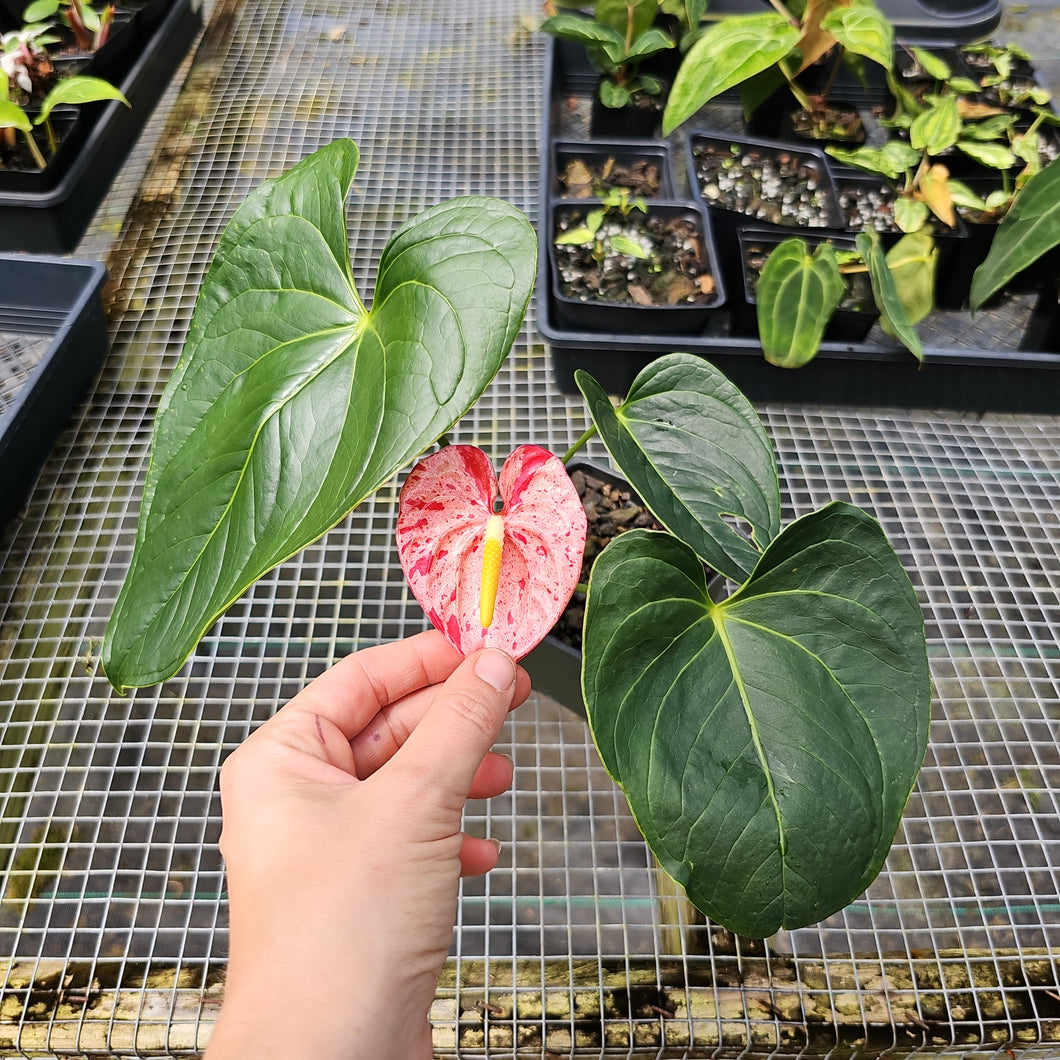 Anthurium Shibori, Exact Plant Variegated
