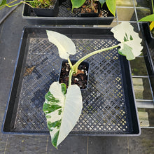 Load image into Gallery viewer, Alocasia Odora, Okinawa Silver, Exact Plant Variegated Ships Nationwide
