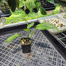 Load image into Gallery viewer, Monstera Acacoyaguensis 2.5" pot, Fedex 2day*

