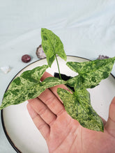 Load image into Gallery viewer, Mojito, exact plant, variegated Syngonium Podoph., ships nationwide
