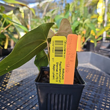 Load image into Gallery viewer, Anthurium Papillilaminum Fort Sherman X ( FS X Ralph Lynam), Ships Nationwide

