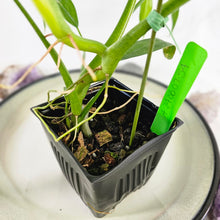 Load image into Gallery viewer, Philodendron Holtonianum, Exact Plant Ships Nationwide
