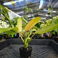 Load image into Gallery viewer, Philodendron Whipple Way, Exact Plant Variegated Ships Nationwide
