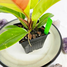 Load image into Gallery viewer, Philodendron Red Moon, Exact Plant Variegated
