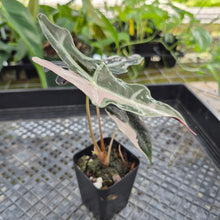 Load image into Gallery viewer, Alocasia nobilis pink Variegated Ships Nationwide
