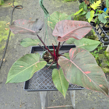 Load image into Gallery viewer, Philodendron Orange Princess Variegated exact plant, Fedex 2day*
