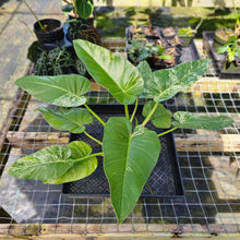 Load image into Gallery viewer, Philodendron Giganteum, Exact Plant Variegated
