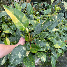 Load image into Gallery viewer, Philodendron Green Congo Nuclear Variegated 4" pot, Fedex 2day*
