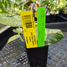 Load image into Gallery viewer, Scindapsus Jade Satin Marble Queen, Exact Plant Variegated Ships Nationwide

