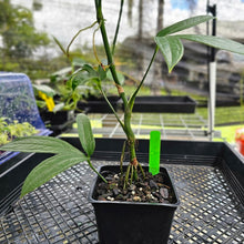 Load image into Gallery viewer, Anthurium Pentaphyllum, Exact Plant Ships Nationwide
