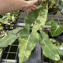 Load image into Gallery viewer, Philodendron Ilsemanii Variegated exact plant, Fedex 2day*
