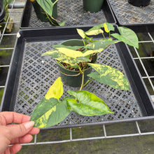 Load image into Gallery viewer, Syngonium Aurea Variegated exact plant, Fedex 2day*
